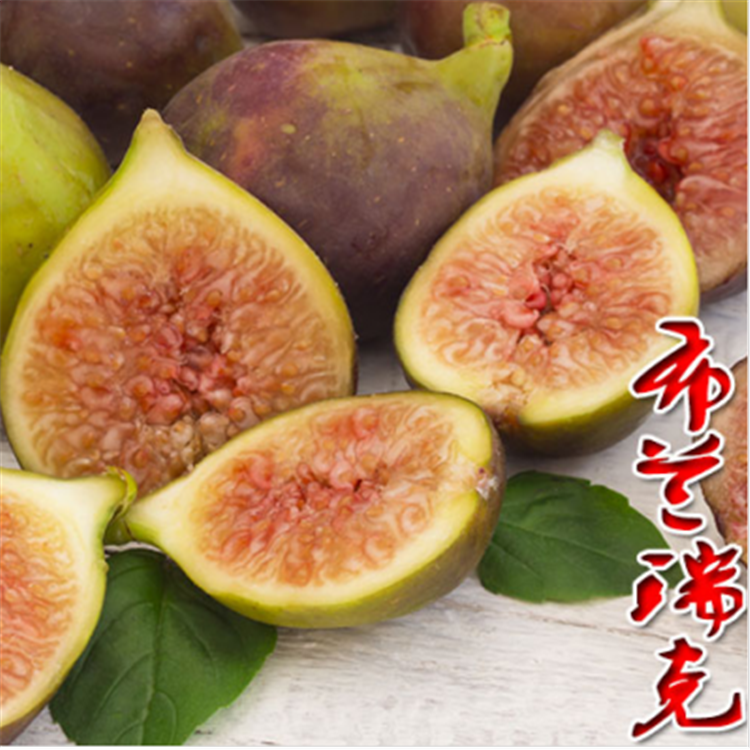 今年長江7號無花果苗果型大口感甜、長江7號無花果苗什么時候成熟