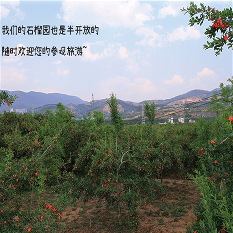 會(huì)理石榴樹種苗栽培技術(shù)