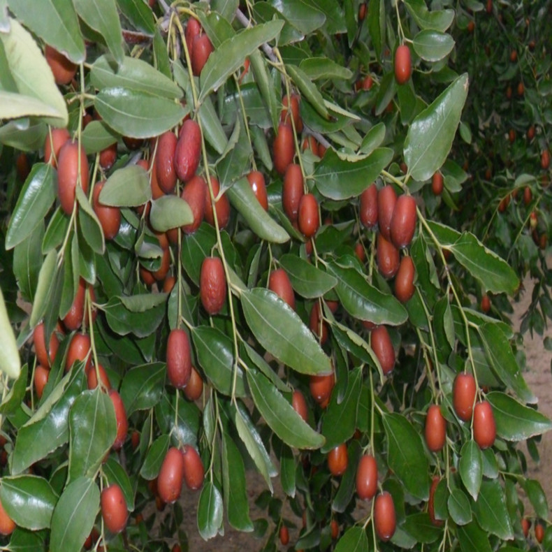 郎家園大棗棗樹(shù)—海拉爾棗樹(shù)種植技術(shù)