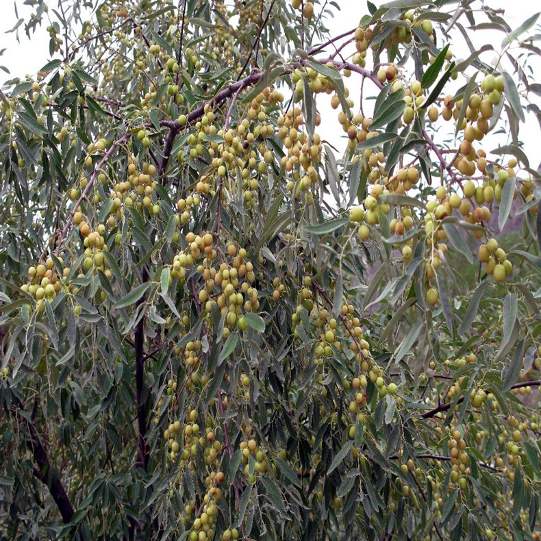 郎家園大棗棗樹(shù)—海拉爾棗樹(shù)種植技術(shù)