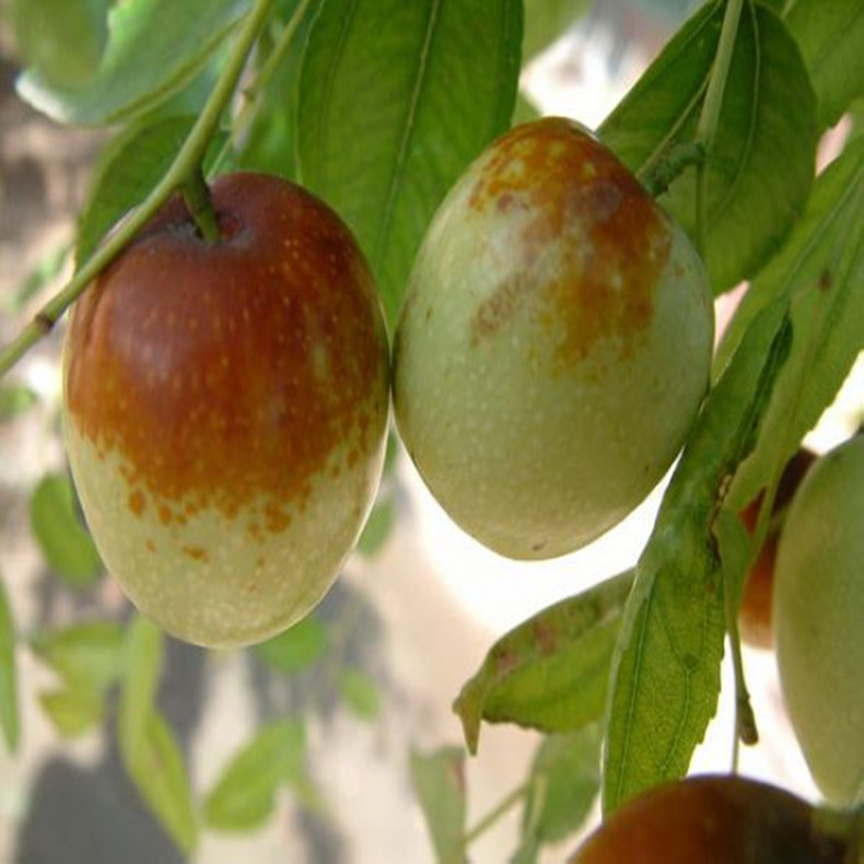 郎家園大棗棗樹(shù)—海拉爾棗樹(shù)種植技術(shù)