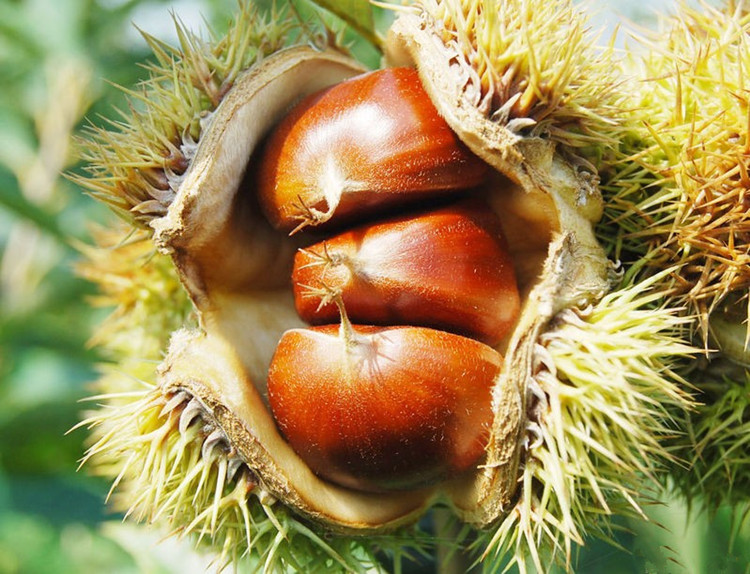 今年蜜蜂球板栗苗品種介紹、今年蜜蜂球板栗苗什么時候種植