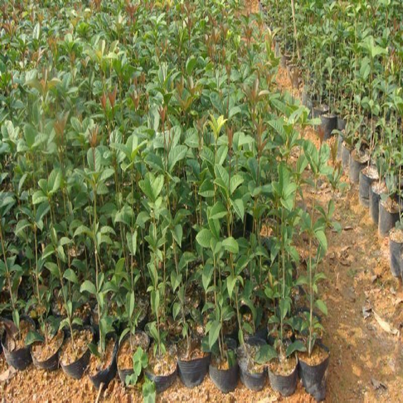 今年蜜蜂球板栗苗品種介紹、今年蜜蜂球板栗苗什么時候種植