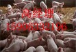 今日仔猪多少钱一斤—山东宏源养殖基地