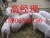 近日三元仔猪多少钱一斤