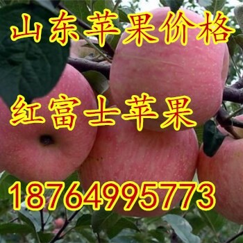 山东红富士苹果价格烟台苹果价格日照苹果价格沂源苹果价格