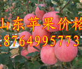 上海紅富士蘋果批發價格上海蘋果基地上海蘋果多錢一斤上海蘋果交易市場煙臺蘋果價格