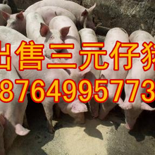 湖南三元仔猪批发价格湖南黑猪价格行情永州仔猪价格怀化仔猪价格湘潭仔猪价格图片