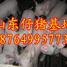 云南三元仔猪价格云南仔猪批发基地曲靖仔猪价格山东三元仔猪基地日照仔猪基地图片