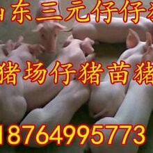 仔猪养殖苗猪养殖长白三元仔猪养殖基地价格图片