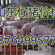 湖北三元仔猪价格湖北仔猪批发基地随州仔猪基地黄石仔猪价格孝感仔猪基地图片