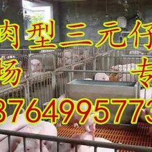 福建15公斤三元仔猪价格福建仔猪小猪批发基地图片