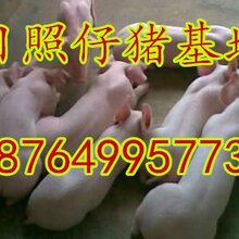 仔猪养殖苗猪养殖山东约克仔猪养殖价格二元仔猪养殖图片
