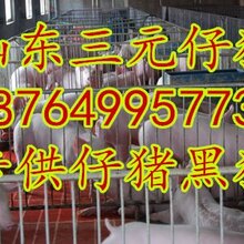 河北三元仔猪价格河北小猪崽批发基地河北黑猪养殖基地图片