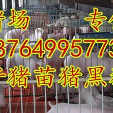 黑龙江三元仔猪价格内蒙古仔猪价格黑龙江黑仔猪养殖基地价格内蒙古黑猪养殖基地图片