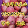 四川红富士苹果价格成都苹果批发基地产地苹果基地遂宁苹果基地达州苹果批发基地