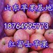 广东红富士苹果价格广东苹果批发基地广东冰糖心苹果产地