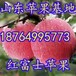 江西南昌红富士苹果价格九江苹果价格萍乡红富士苹果基地赣州苹果产地