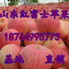 江苏红富士苹果价格苏州苹果批发基地常州苹果价格南京苹果价格