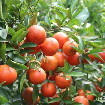 娄底大量夏橙苗批发_娄底哪里有夏橙苗买_娄底夏橙苗基地销售