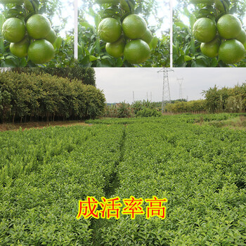 崇左愛媛38號橘橙苗價格