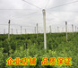  Zhaoqing supplies Maogu citrus seedlings | Zhaoqing Maogu citrus seedlings base wholesale | Zhaoqing Maogu citrus seedlings sales price