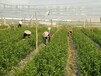 红河供应红河夏橙苗｜红河红河夏橙苗基地批发｜红河红河夏橙苗销售价格