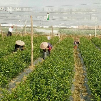 南宁果树苗无菌基地南宁哪里卖果树苗南宁大量销售果苗