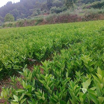 桂林大量默科特柑桔苗