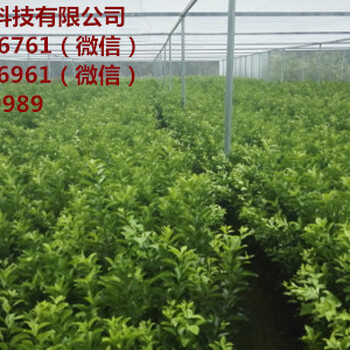 百色哪的柑桔小苗比較好