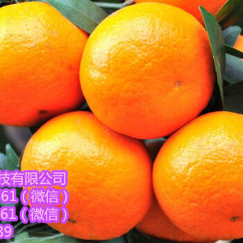 陽江大量香橙沃柑苗批發(fā)_陽江哪里有香橙沃柑苗買啊