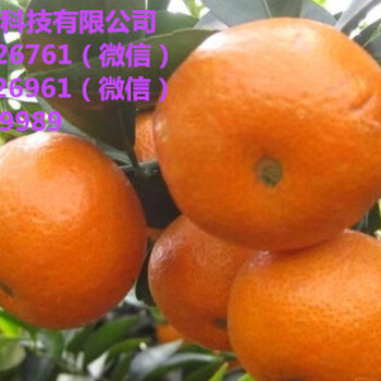 汕頭金葵早熟沙糖桔苗價格多少錢