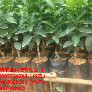 長沙091沃柑杯苗價(jià)格多少錢