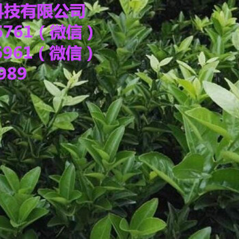 湖南湖南大量蜜桔苗批發(fā)_哪里有蜜桔苗買呀