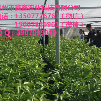 長沙果樹批發(fā)長沙果樹批發(fā)哪里的好