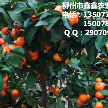 郴州哪里買果樹苗比較好