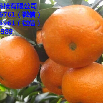 郴州哪有柑橘苗卖呀