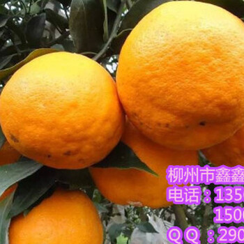 衡陽哪里有大雅柑苗供應(yīng)