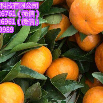懷化供應(yīng)南瓜橘苗｜懷化南瓜橘苗價格多少錢一棵
