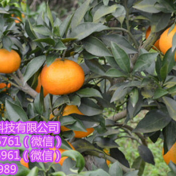 西雙版納大量無核沃柑杯苗批發(fā)