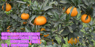 玉溪哪里有东方红橘营养杯苗出售图片4