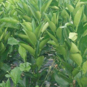 广西贡柑苗出售&广西贡柑苗价格多少钱
