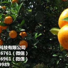 云南目前茂谷柑桔苗多少钱一棵图片