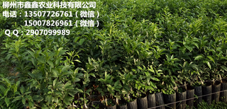 广东哪里有青见柑橘苗出售图片5