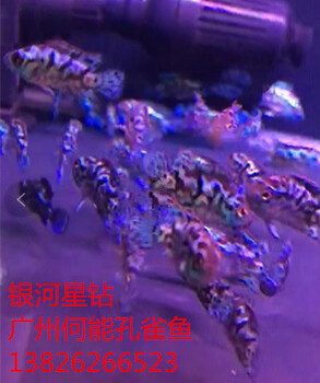觀賞魚銀河星鉆