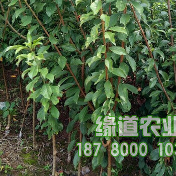 脆紅李，四川脆紅李樹苗，脆紅李樹苗價格行情