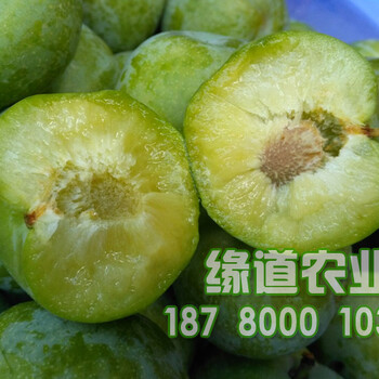 貴州蜂糖李樹苗價(jià)格，貴州哪兒能買到蜂糖李苗