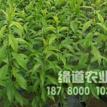 蜂糖李，贵州蜂糖李苗，蜂糖李苗种植技术