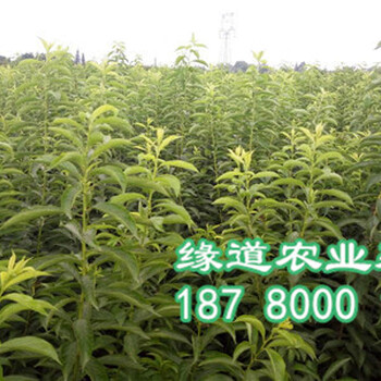 蜂糖李苗种植技术，蜂糖李苗管理方法