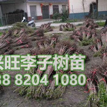 李子苗價(jià)格,李子樹苗批發(fā),李子苗種植基地